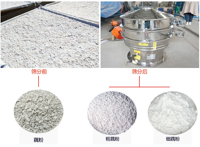 蓮藕淀粉曬干，采用304不銹鋼材質(zhì)藕粉振動(dòng)篩篩分后前后對(duì)比效果圖展示。